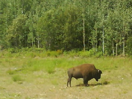 003 Highway 97 BC Bison  15th July 2010.jpg